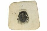 Spiny Leonaspis Trilobite - Foum Zguid, Morocco #186752-1